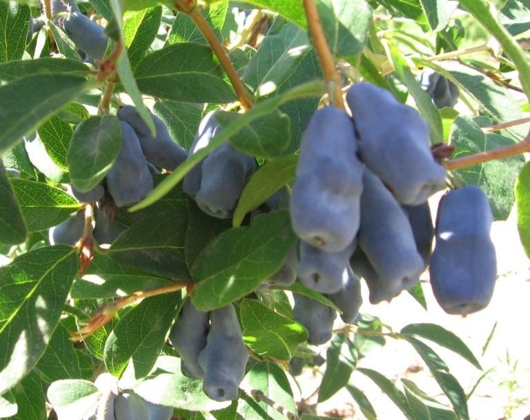 Жимолость "Бахчисарайский великан"