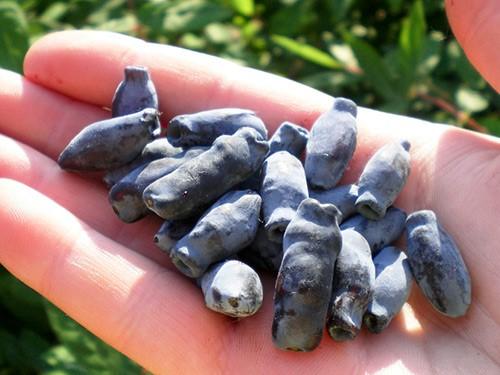 Жимолость "Длинноплодная"