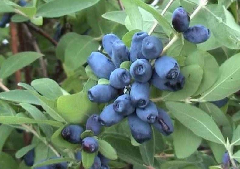 Жимолость "Волхова"