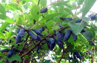 Жимолость "Бакчарская юбилейная"