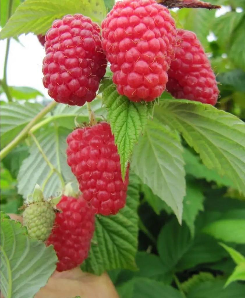 Малина "Гусар"