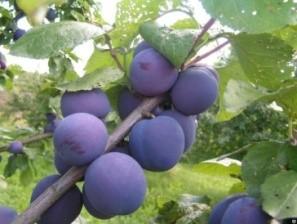 Слива "Кабардинская Ранняя"