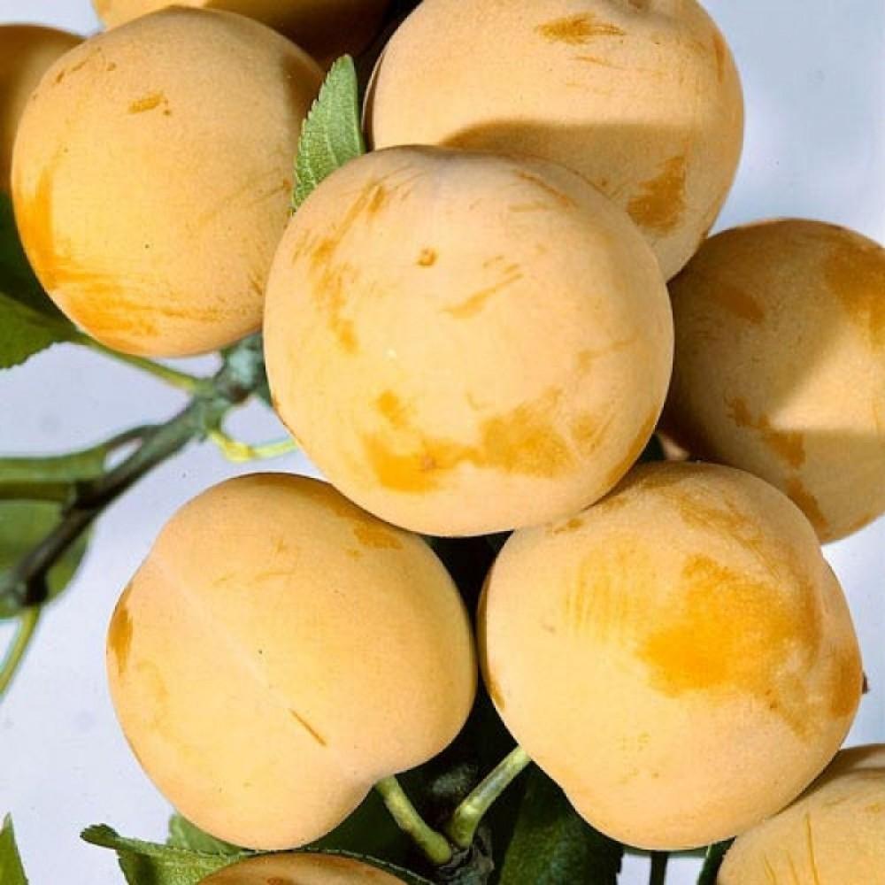 Слива "Белая медовая"