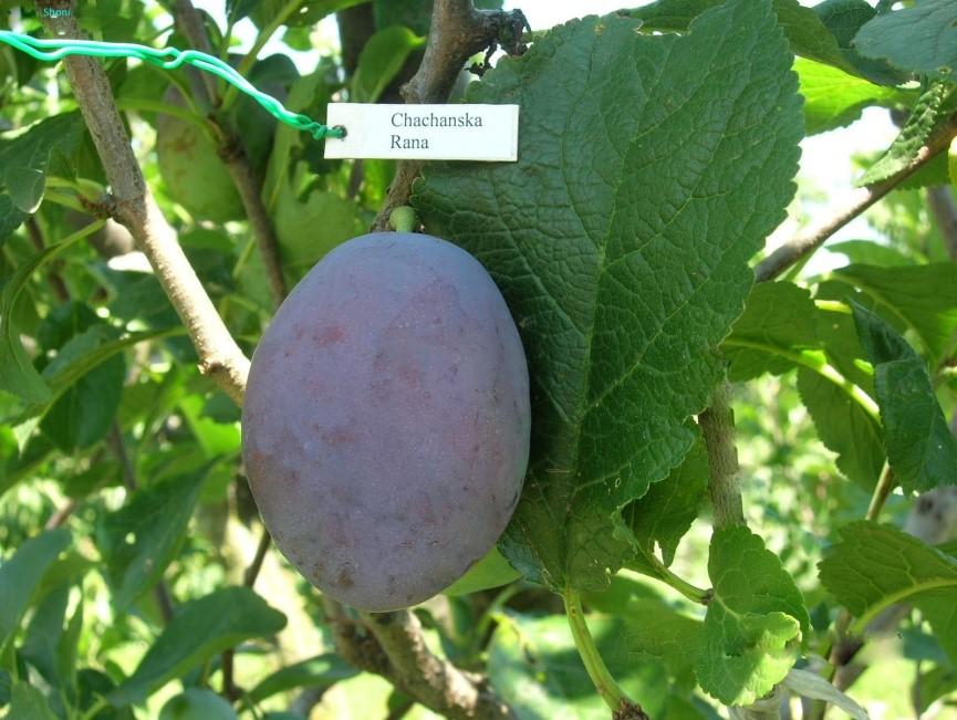 Слива "Рана"