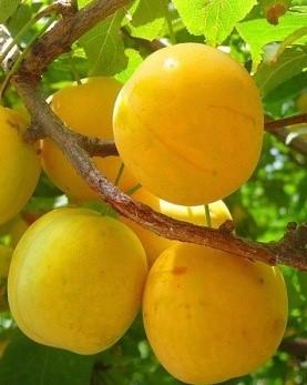 Алыча "Золото скифов"