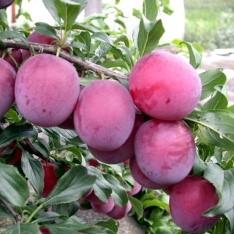 Алыча "Комета Кубанская"