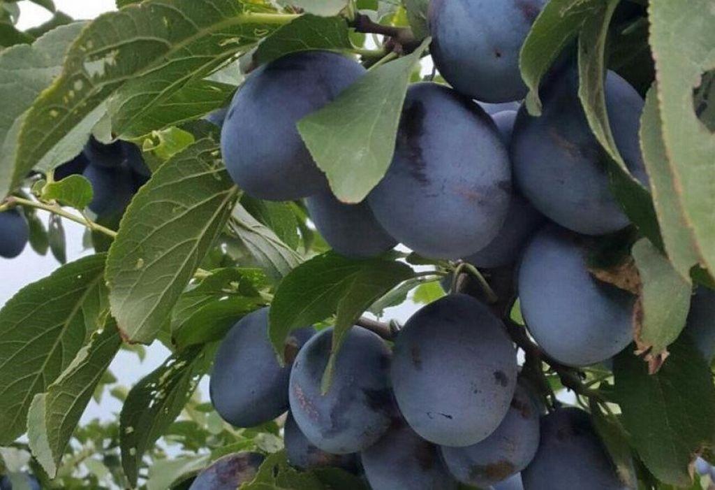 Слива "Ненька"