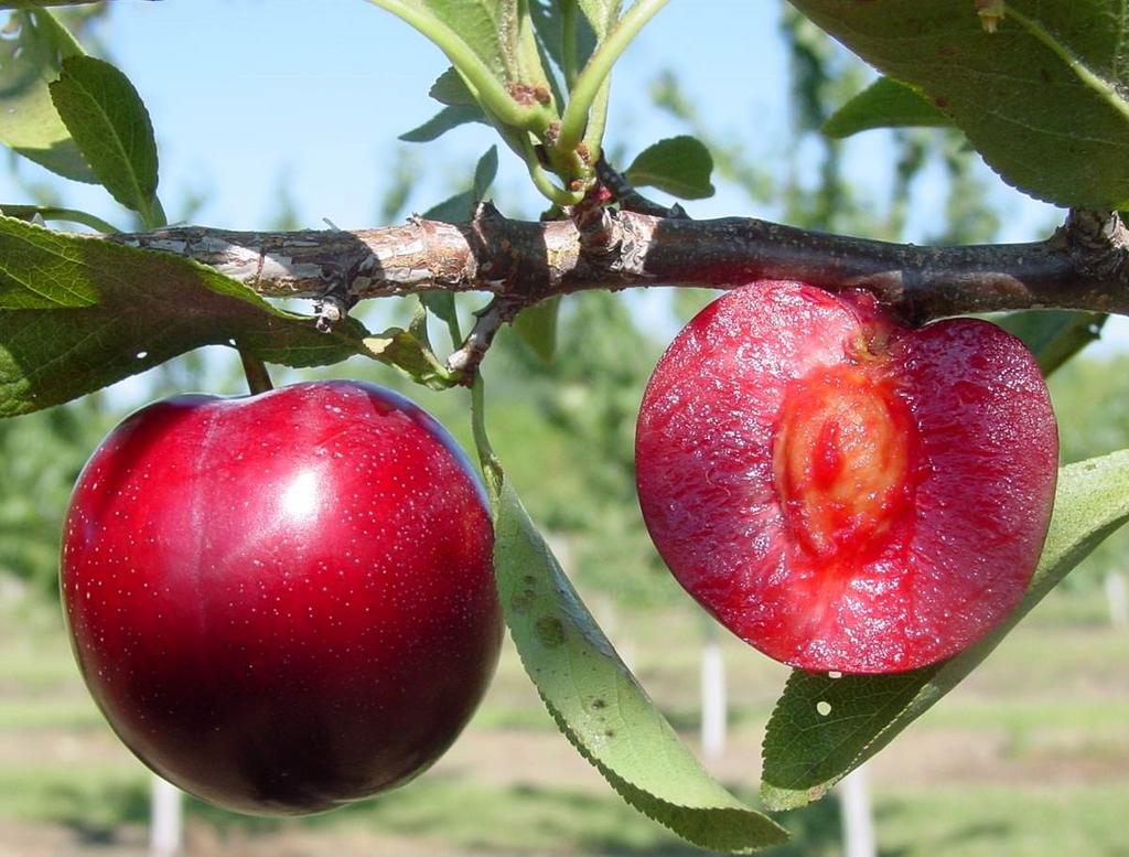 Слива "Ред Харт"