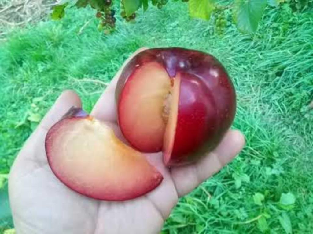 Слива "Бербанк гигант"