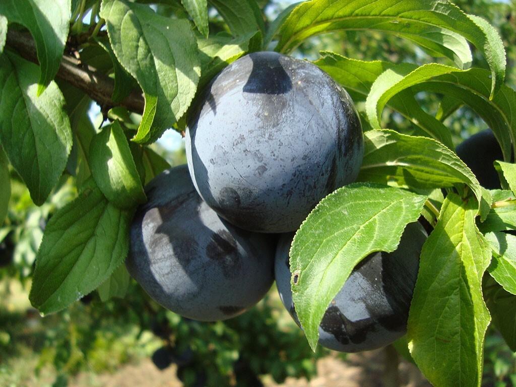 Слива "Блек Амбер"