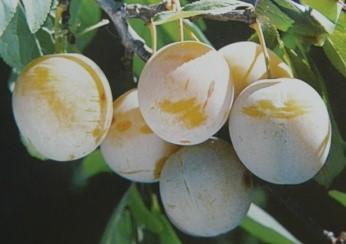 Слива "Вавиловская"