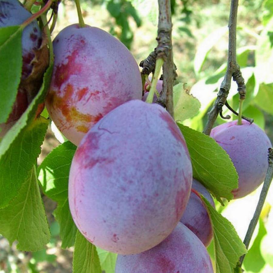 Слива "Исполинская"