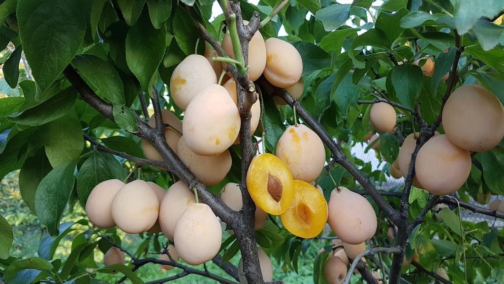 Слива "Золотая капля"