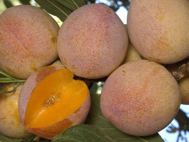 Слива "Супериор"