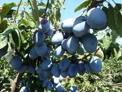 Слива "Гросса де Фелисио"