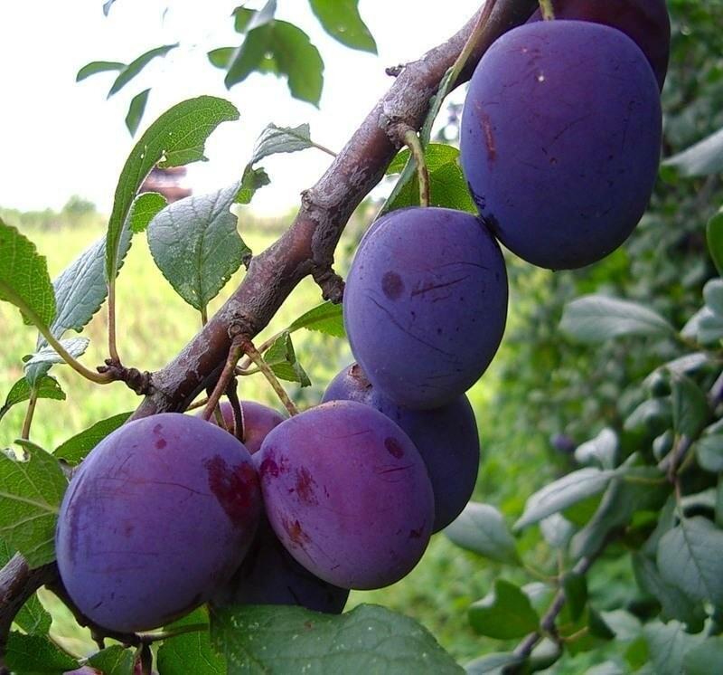 Слива "Визион"