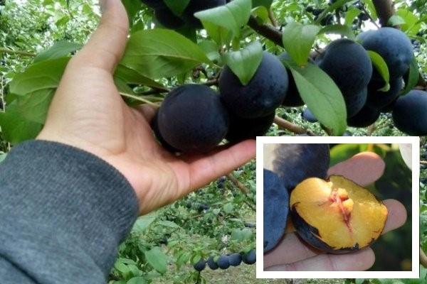 Слива "Анжелина"