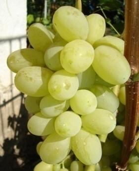 Виноград "Лора"