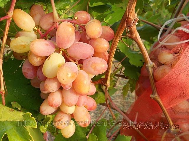 Виноград "Преображение"