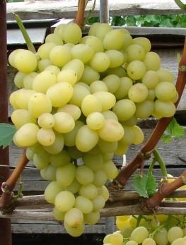 Виноград "Аркадия (Настя)"