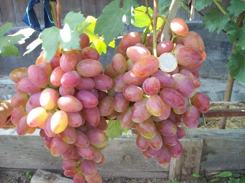 Виноград "Анжелика (Ксения)"