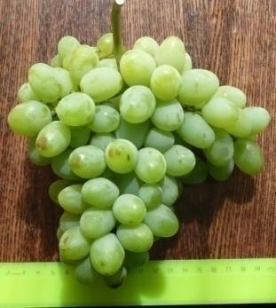 Виноград "Феномен"