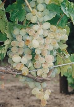Виноград "Восторг идеальный"