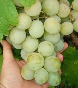 Виноград "Кеша-1, FV-6-6 (Талисман)"