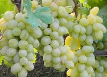 Виноград "Кобзарь"