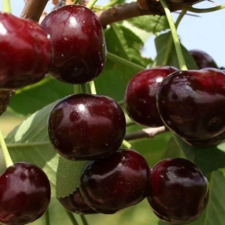 Вишня "Харитоновская"