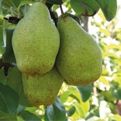 Груша "Ноябрьская"