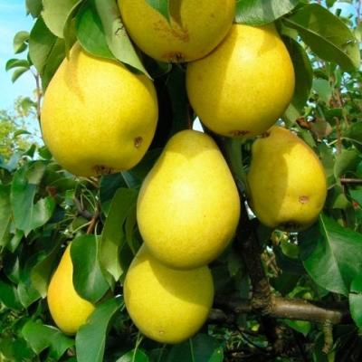 Груша "Чижовская"