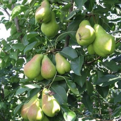 Груша "Кавказ"