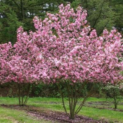 Яблоня "Рудольф"