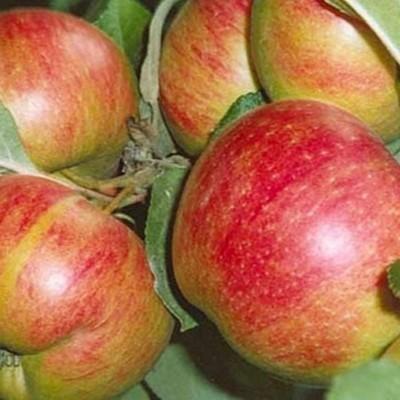 Яблоня "Коричное новое"