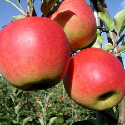 Яблоня "Сансе"