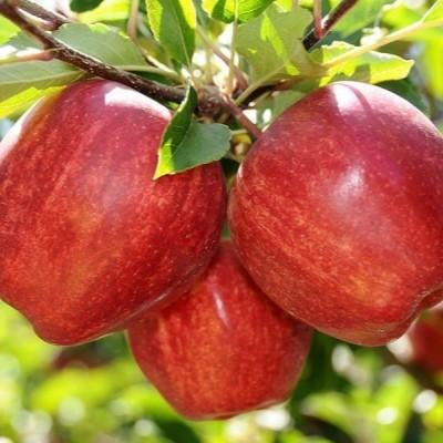 Яблоня "Гала Фенденко"