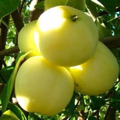 Яблоня "Белый Налив"