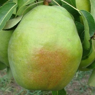 Груша "Изумрудная"