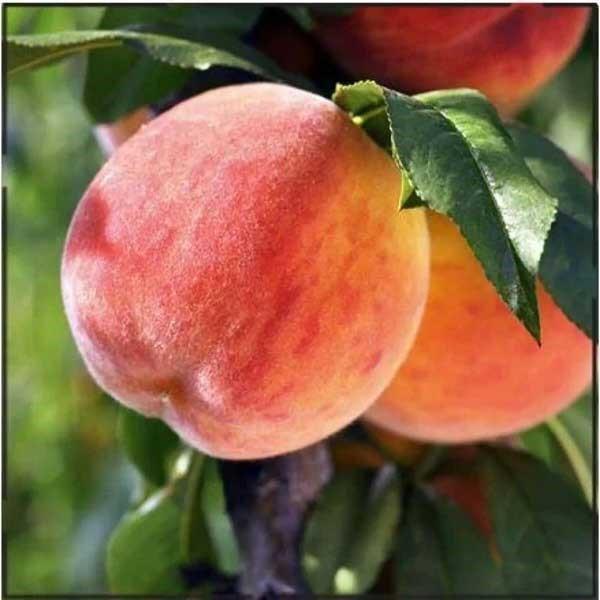 Персик "Рыжик"