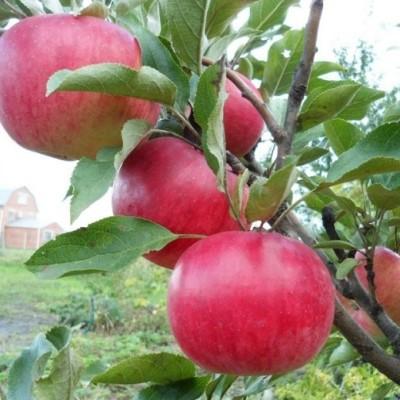 Яблоня "Канадец" (SR 0523)