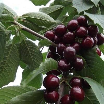 Черешня "Свитхарт"