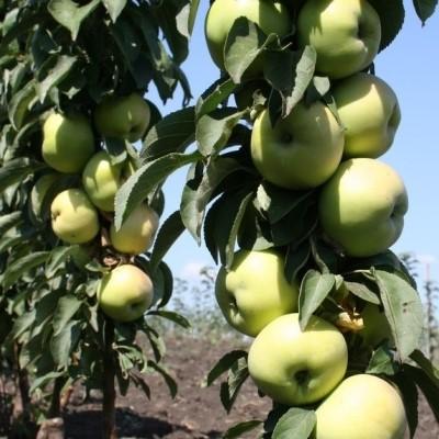 Яблоня (колоновидная) "Икша"