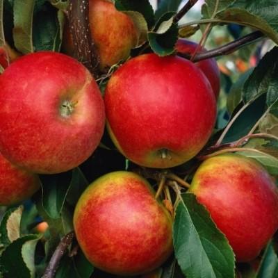 Яблоня "Эльстар"