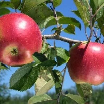Яблоня "Фридом"