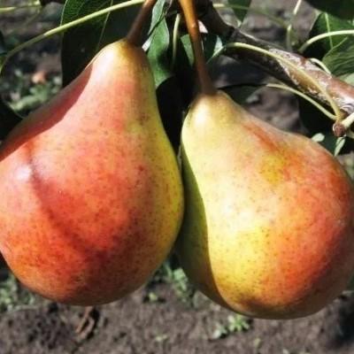 Груша "Земфира"