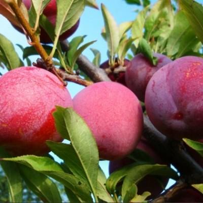 Слива "Оцарк"