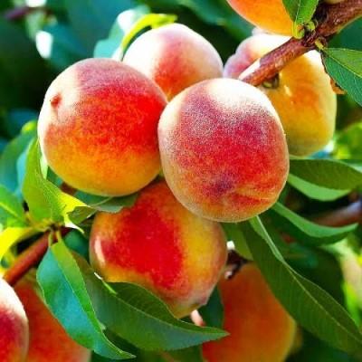 Персинг "Спринг"