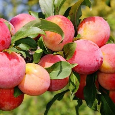 Слива "Уникум"