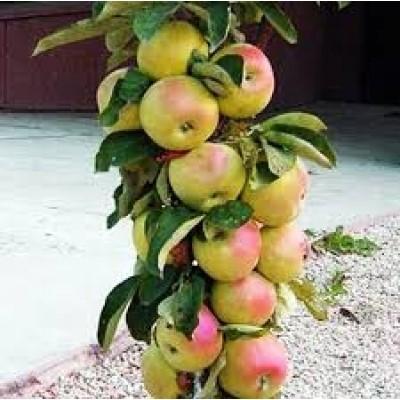 Яблоня Трайдент (колоновидная)